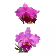 Orquídea Roxa Muda (3133)