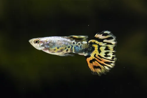 Segunda imagen para búsqueda de peces guppy