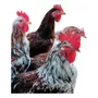 Terceira imagem para pesquisa de galinha sertaneja balao