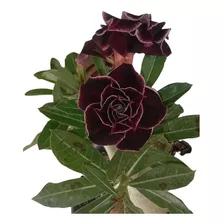 Rosa Do Deserto Kit Negras Frete Gratis 18 Sementes - 6 Tons