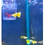 Tercera imagen para búsqueda de peces guppy
