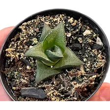 Haworthia Tesselata Planta Meia Sombra Muda Natural