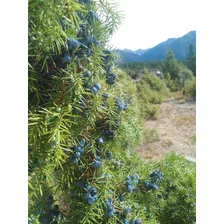 Bayas De Enebro Patagónico