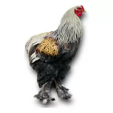 Huevos Fértiles De Gallinas Brahma Gigante 