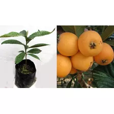 Planta De Nispero Japones Arbol Exotico Frutal En Ecuador