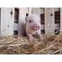 Segunda imagen para búsqueda de cerditos mini pig