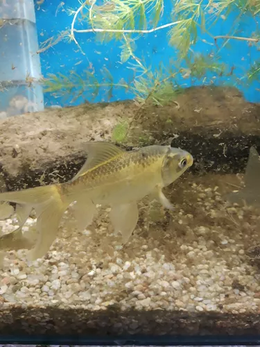 Primera imagen para búsqueda de peces pez dorado