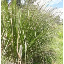  Plantas De Pasto Vetiver 2 Unidades Por $1