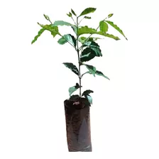 Oferta Plantas De Cafe (coffea Arabiga)