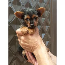 Yorshire Terrier Lindo Ùltimo Machito 450 Cachorrito Yorky 