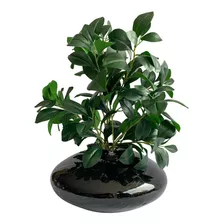 12 Hastes Silicone Peperomia Artificial P/ Arranjo De Luxo