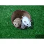 Segunda imagem para pesquisa de hamster anao russo filhote