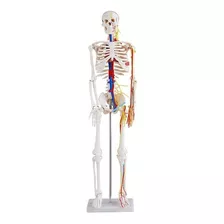 Esqueleto Humano 85cm/nervos E Ligamentos - Brax Tecnologia