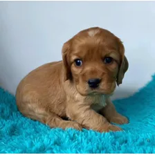 Venta Cachorros Cocker Spaniel Macho Disponibles Puros