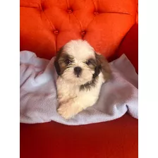 Shih Tzu