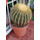 Cactus Echinocactus Grusonii Grande