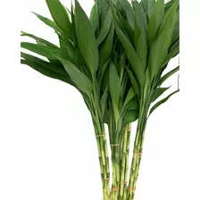 Bambu Da Sorte Planta Com 20 Mudas 40cm+ Suculenta De Brinde