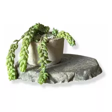 Oferta Vaso De Concreto Com Planta