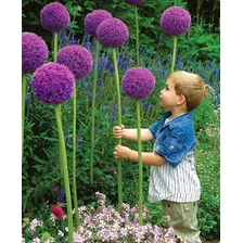 Sementes De Allium Giganteum Flor Alho Gigante P/ Mudas