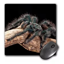 3d Rose Guyana Tarantula Spiderna02 Dno0780david No