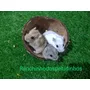 Terceira imagem para pesquisa de hamster filhote