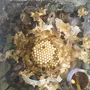 Terceira imagem para pesquisa de enxame de abelha mandacaia