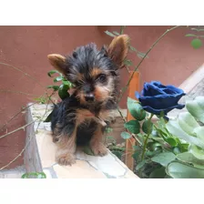 Bello Yorkshire Cachorrito Puro 550 Mini Toy Yorky Enanito