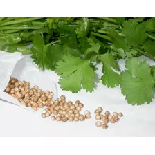 Semillas Para Cultivo De Cilantro Organicas Ideal Huerta