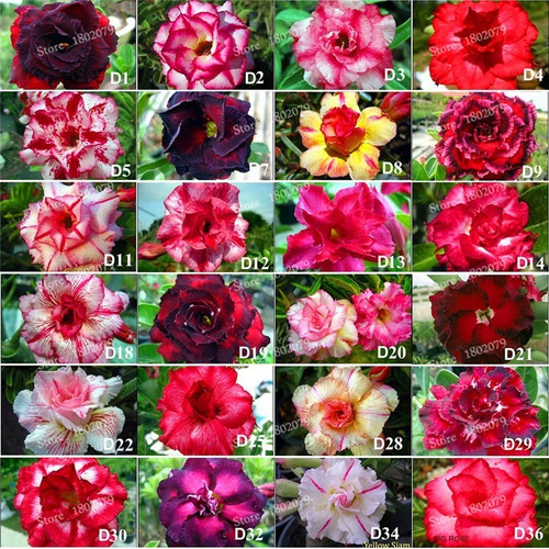 4 Rosas Del Desierto ( Adenium ) Unicos