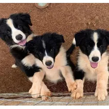 Cachorros Border Collie Disponibles Envíos Hembra Garantias