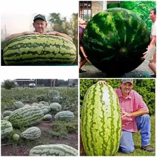 150 Sementes De Melancia Gigante Super Doce + Brinde