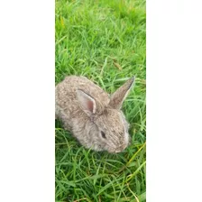 Conejo Nueva Zelanda Para Mascota