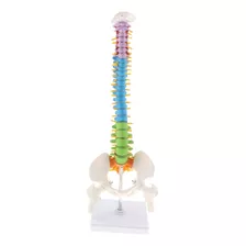 Modelo De Columna Vertebral Humana Con Pelvis Flexible