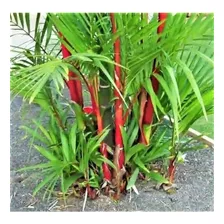 Palmeira Laca Vermelha Cyrtostachys Renda 50 Semente P/ Muda