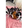 Tercera imagen para búsqueda de pandereta bulldog