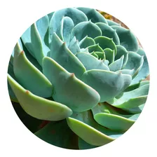 Muda Suculenta Echeveria Glauca Verdadeira Rosa De Pedra 