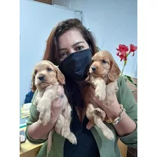 Cachorros Cocker Spaniel