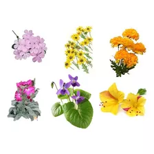 Semillas Pack Flores Aromáticas Mix
