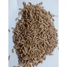 Sementes Crioula Arroz Agulhinha Produção De 4 Mês 