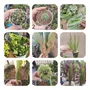 Tercera imagen para búsqueda de cactus