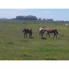 Caballos Criollos.