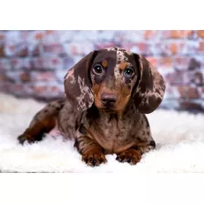 Dachsund Salchicha Kaninchen Pelo Corto Arlequin 