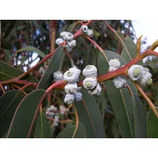 200 Sementes Eucalipto Azul Eucalyptus Globulus 