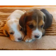 Cachorros Beagle 