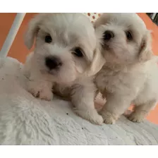 Cachorros Bichon Maltés 