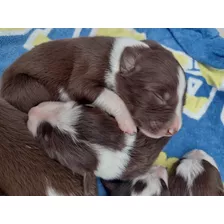 Reserva Seña Cachorros Border Collie Marron Chocolate Puros