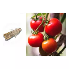 Feromonas Para Polilla Del Tomate (tuta Absoluta)