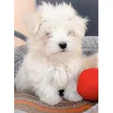 Bichon Maltes 350 Cada Uno