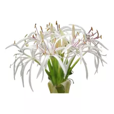 Bulbo Ou Muda De Crinum Asiático