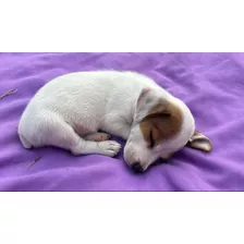 Cachorros Jack Russell En Trenque Lauquen